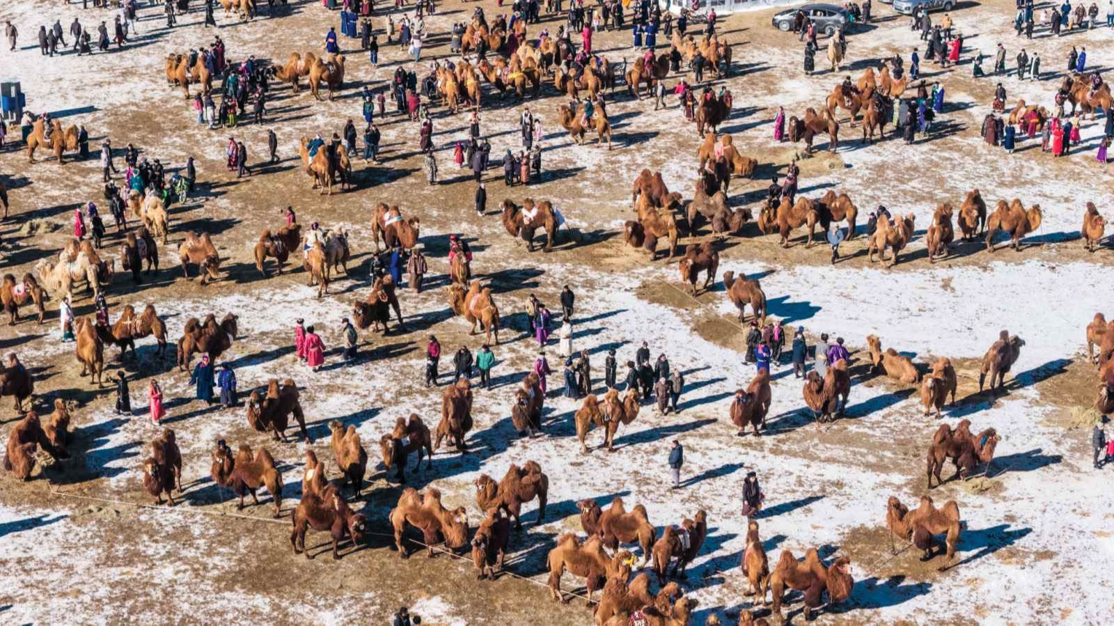 Дэлхийд ганцхан “Түмэн тэмээний баяр”